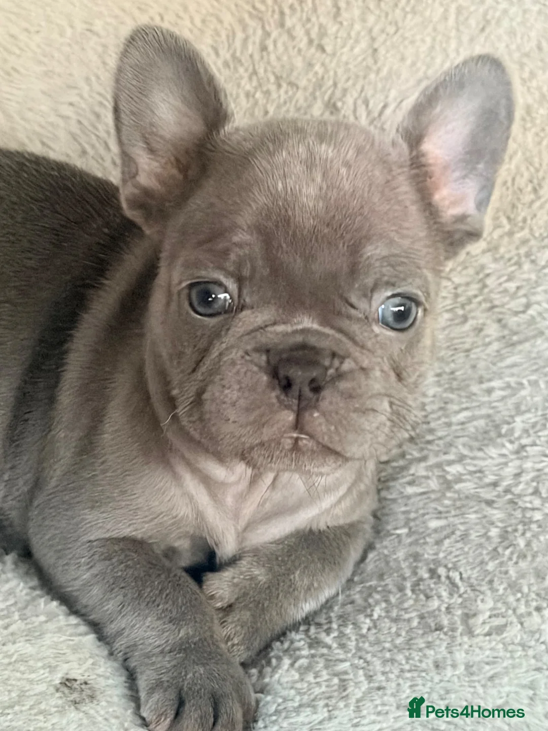 French Bulldog dogs for sale: French Bulldog Puppies ready 27th Sept Derby  in Derby - Advert 7