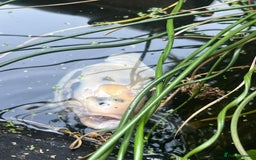 Koi Carp fish for sale: 3 Koi fish for sale - Image 15