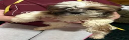 Shih Tzu dogs for sale: Shih Tzu puppy  - Advert 2