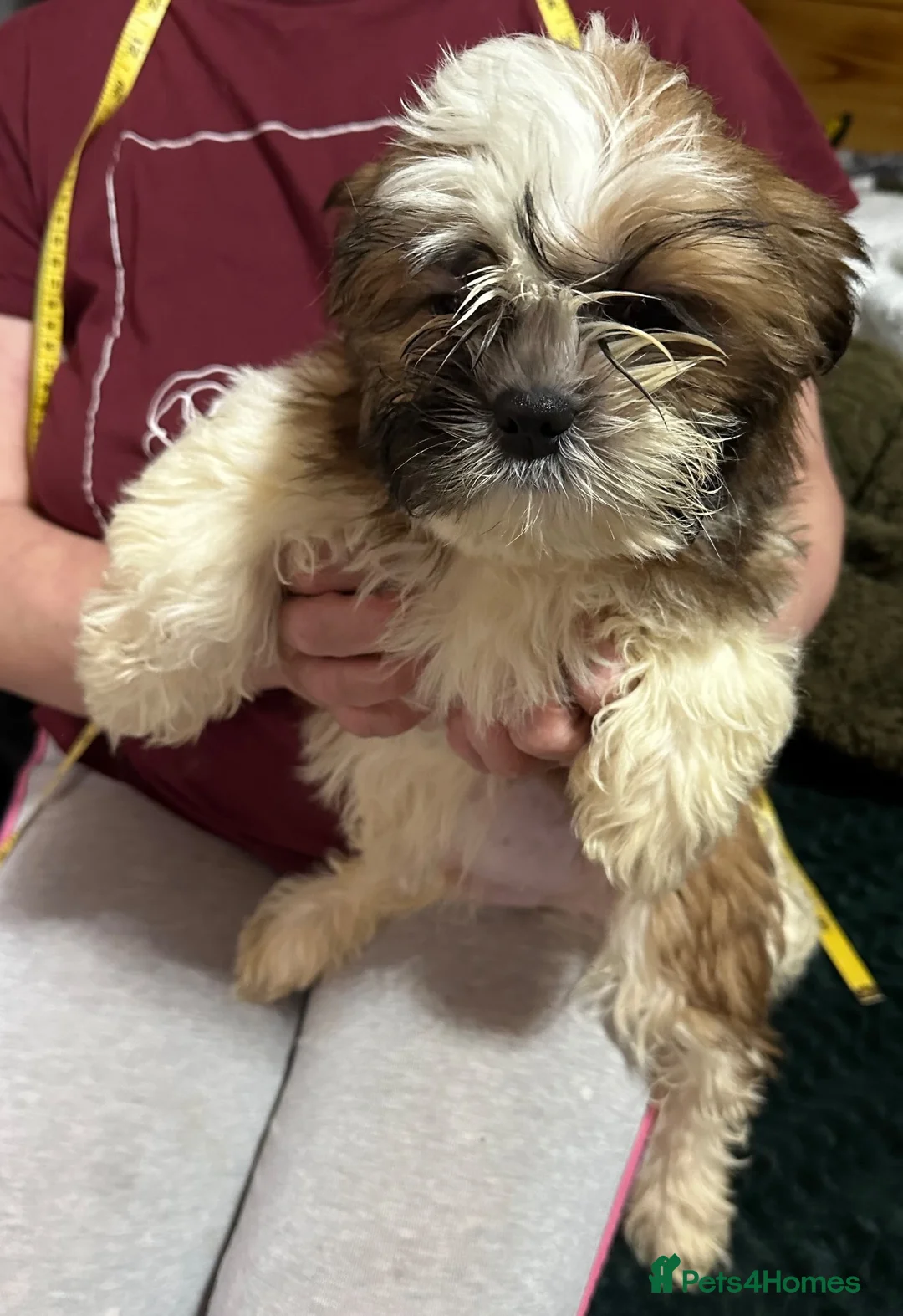 Shih Tzu dogs for sale: Shih Tzu puppy  - Advert 2