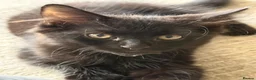 Mixed Breed cats for sale: Beautiful cocoa boy cat for sale  - Advert 11