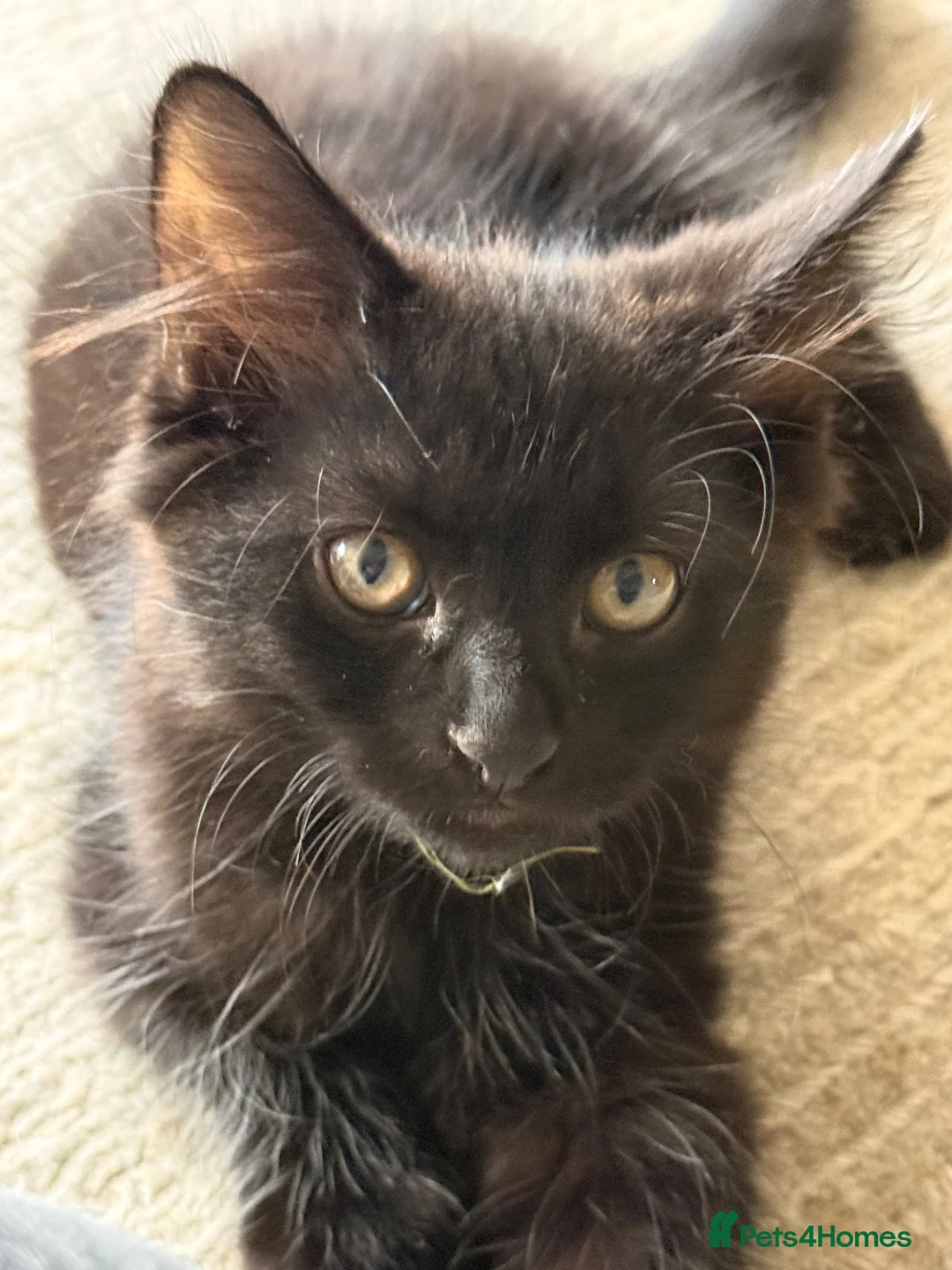 Mixed Breed cats for sale: Beautiful cocoa boy cat for sale  - Advert 11