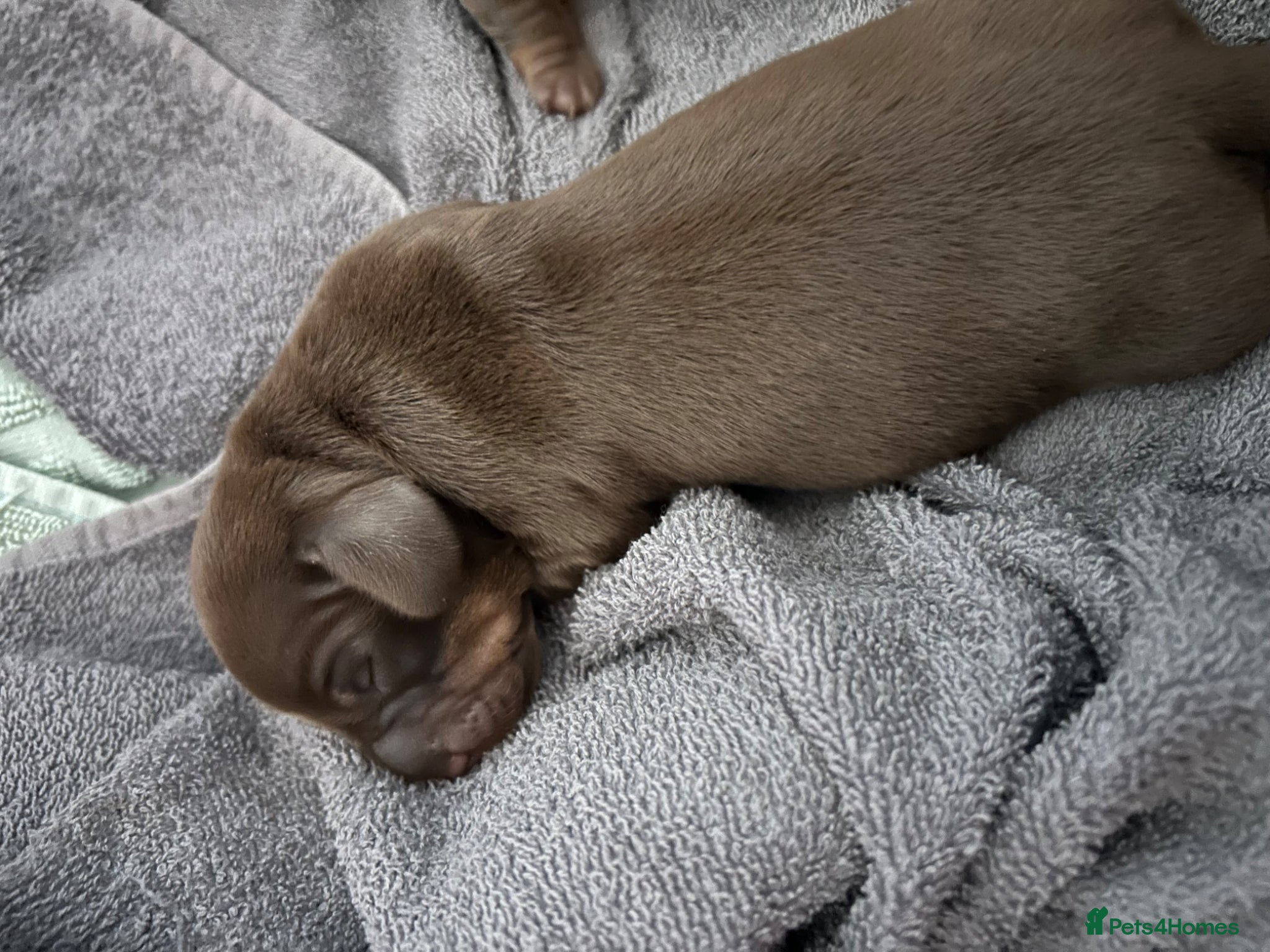 Miniature Dachshund dogs for sale: 3 miniature dashund boys kc reg - Advert 8