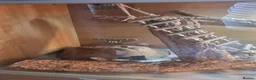 Bearded Dragon reptiles for sale: Baby bearded dragon with full set up in Nuneaton - Advert 2