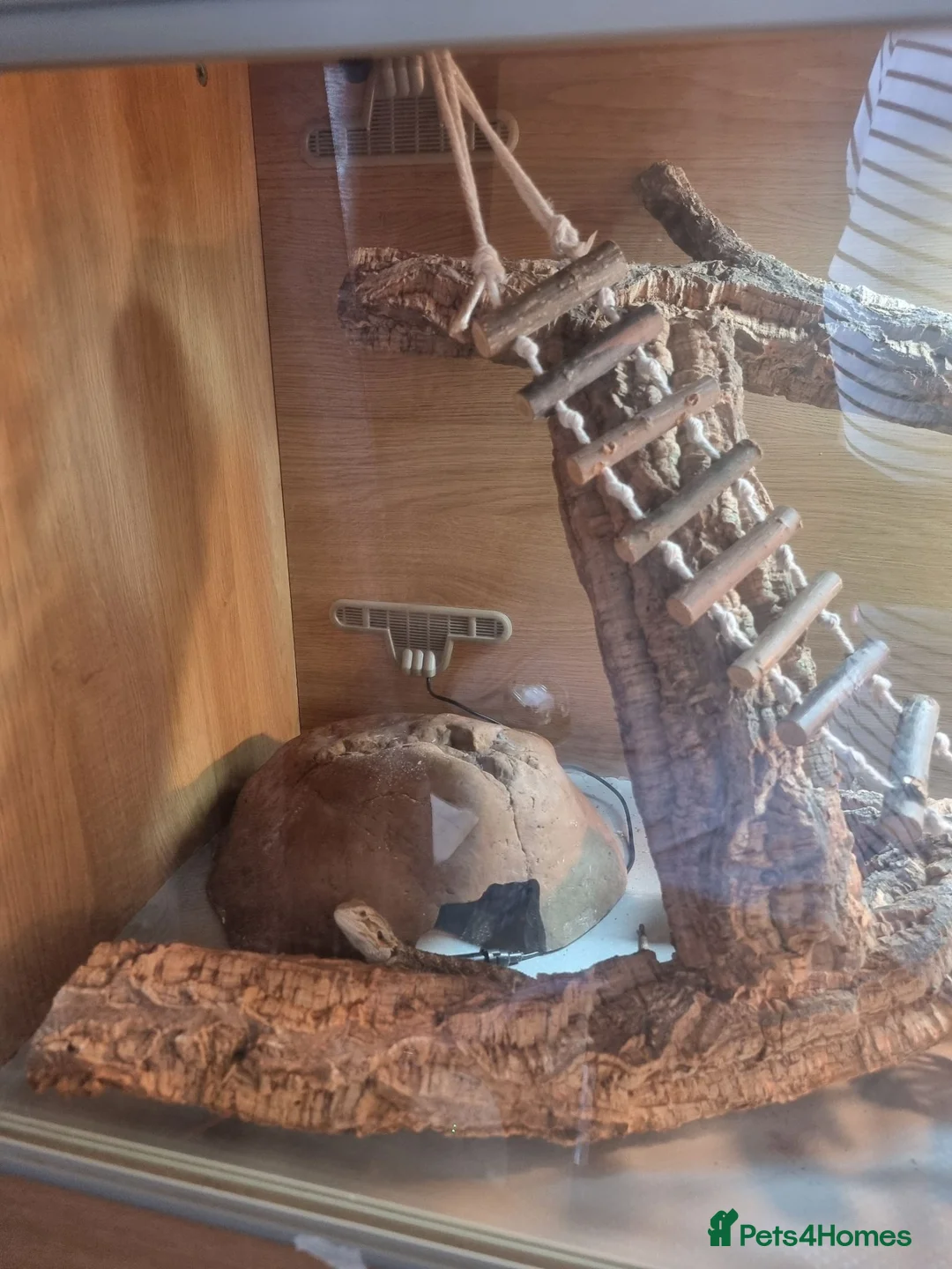 Bearded Dragon reptiles for sale: Baby bearded dragon with full set up in Nuneaton - Advert 2