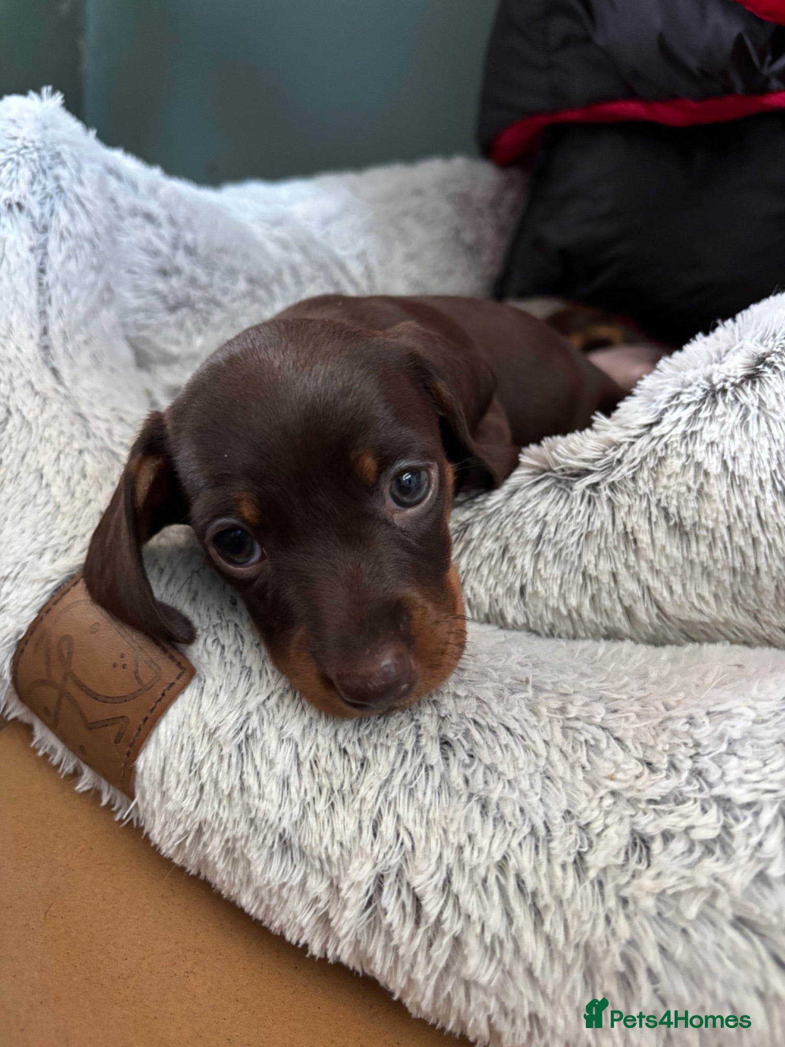 Miniature Dachshund dogs Beautiful KC Chocolate and Tan Mini Dachshunds - Advert 17
