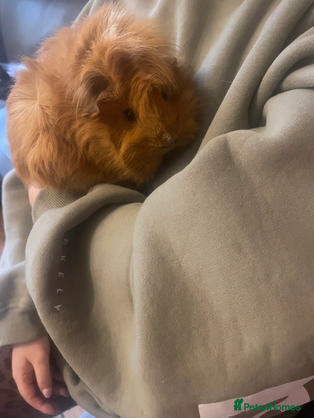 Guinea Pig rodents for sale: 2 Beautiful Black & Ginger Guinea Pig Girls  - Advert 6