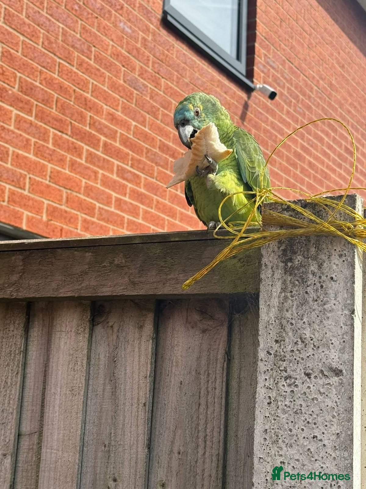 Parrots birds Stunning Blue Fronted Amazon (Cage included)  - Advert 16