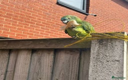 Parrots birds for sale: Stunning Blue Fronted Amazon (Cage included)  - Image 1
