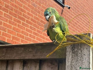 Parrots birds for sale - Advert 1