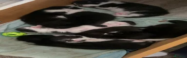Mixed Breed 4