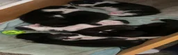 Mixed Breed cats for sale: Mixed breed kittens  - Advert 7