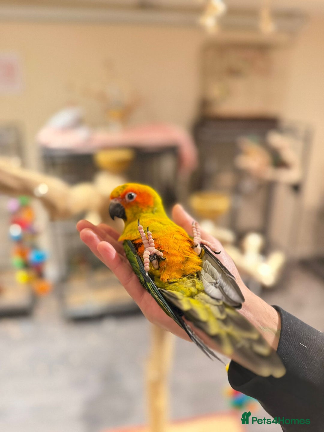 Budgerigars birds for sale: Super Tame Handreared Sun Conure  - Advert 2
