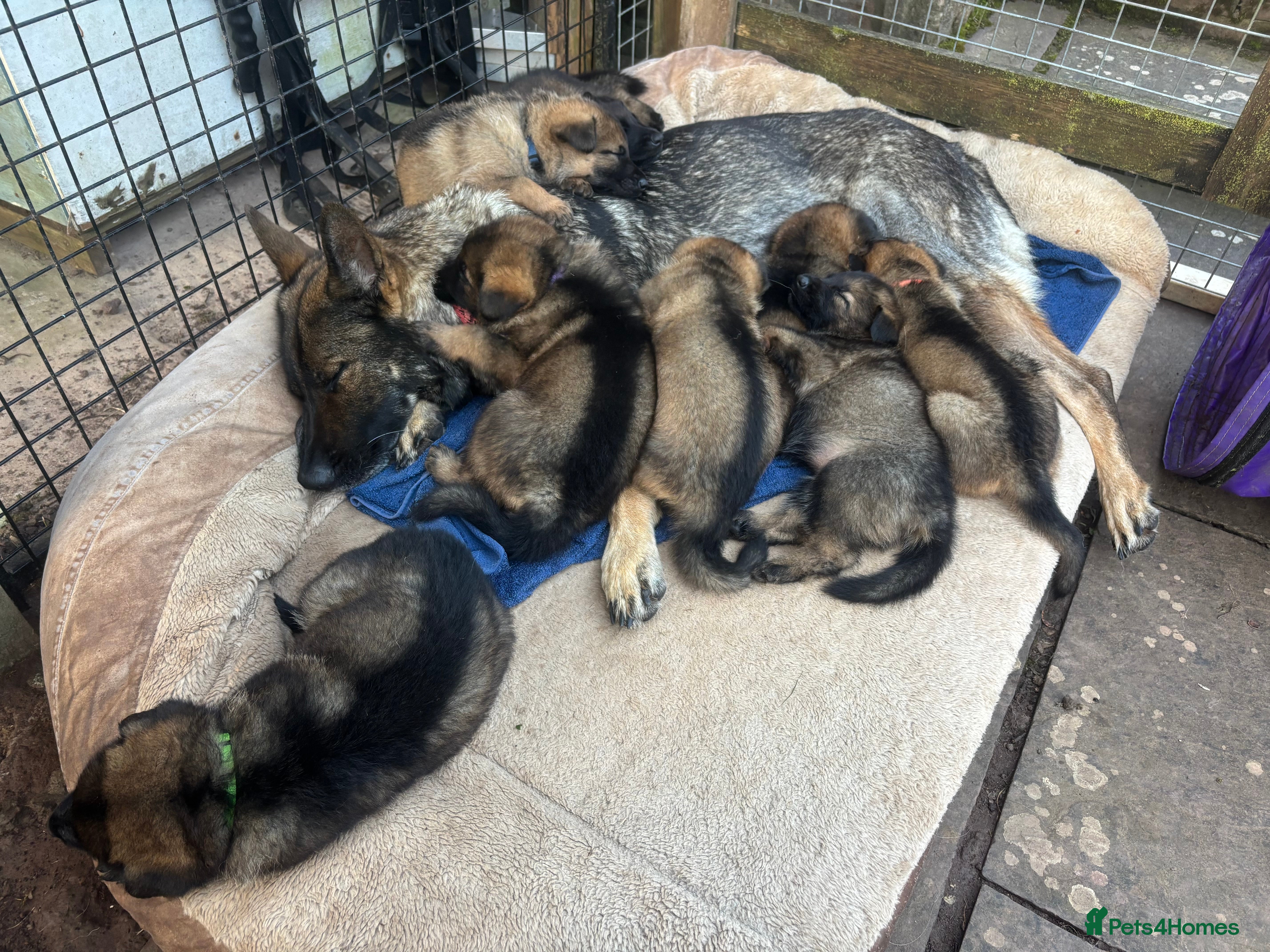 German Shepherd dogs Exceptional Working Line German Shepherd Puppies - Advert 2
