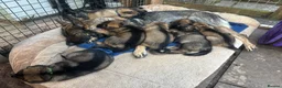 German Shepherd dogs for sale: Exceptional Working Line German Shepherd Puppies - Advert 2