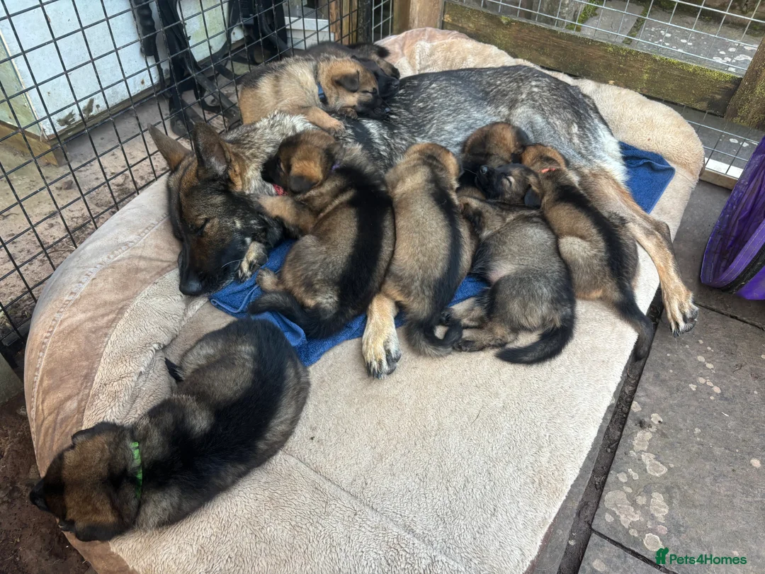 German Shepherd dogs for sale: Exceptional Working Line German Shepherd Puppies - Advert 2