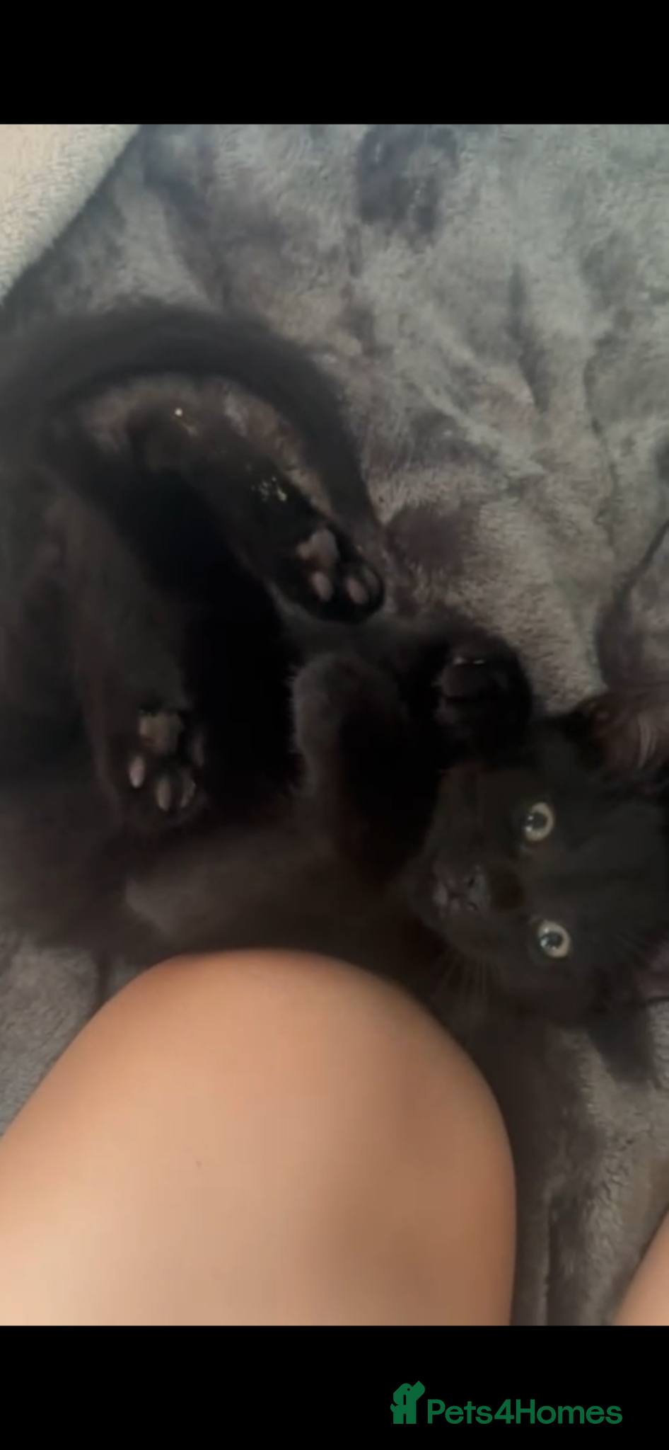 Mixed Breed cats 9 weeks old baby boy kitten - Advert 1