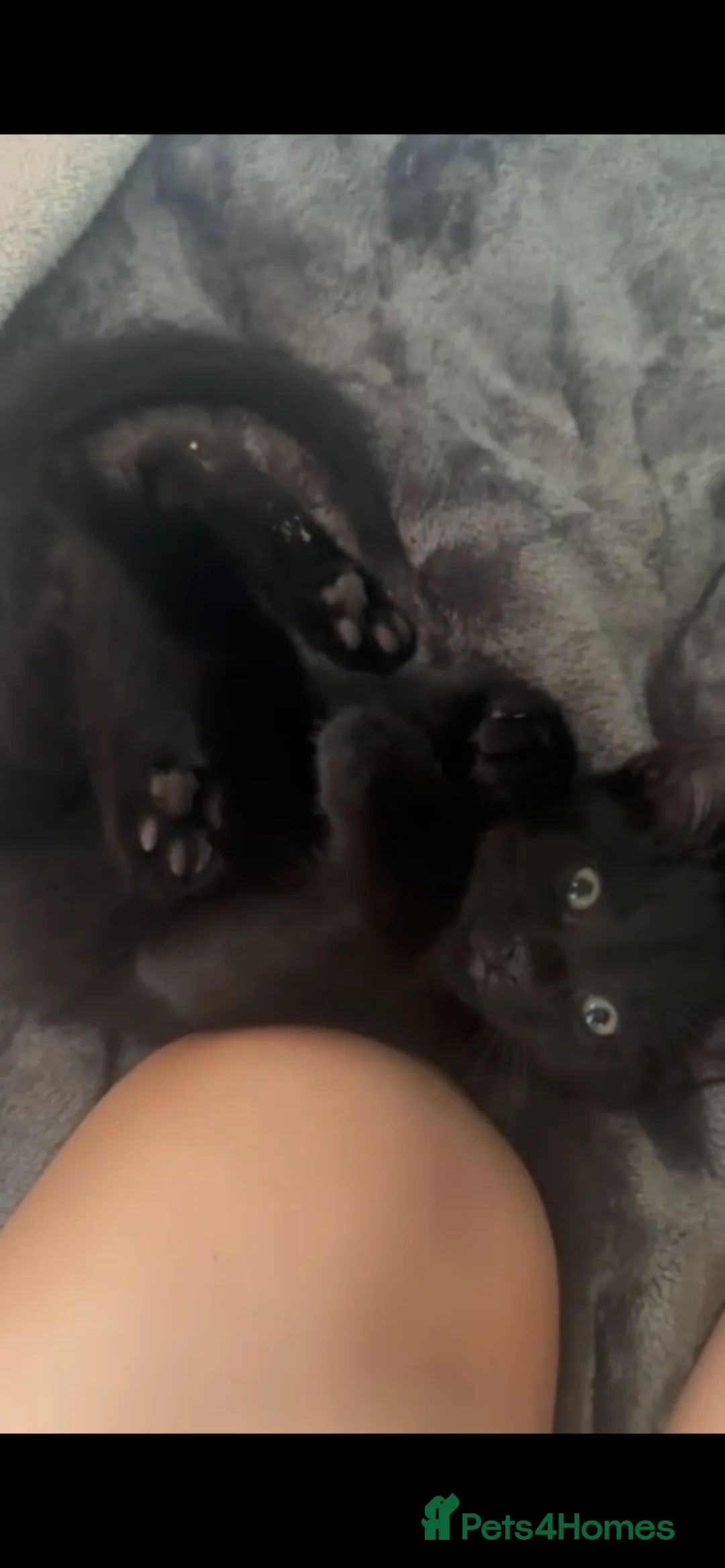 Mixed Breed cats for sale: 9 weeks old baby boy kitten - Advert 1