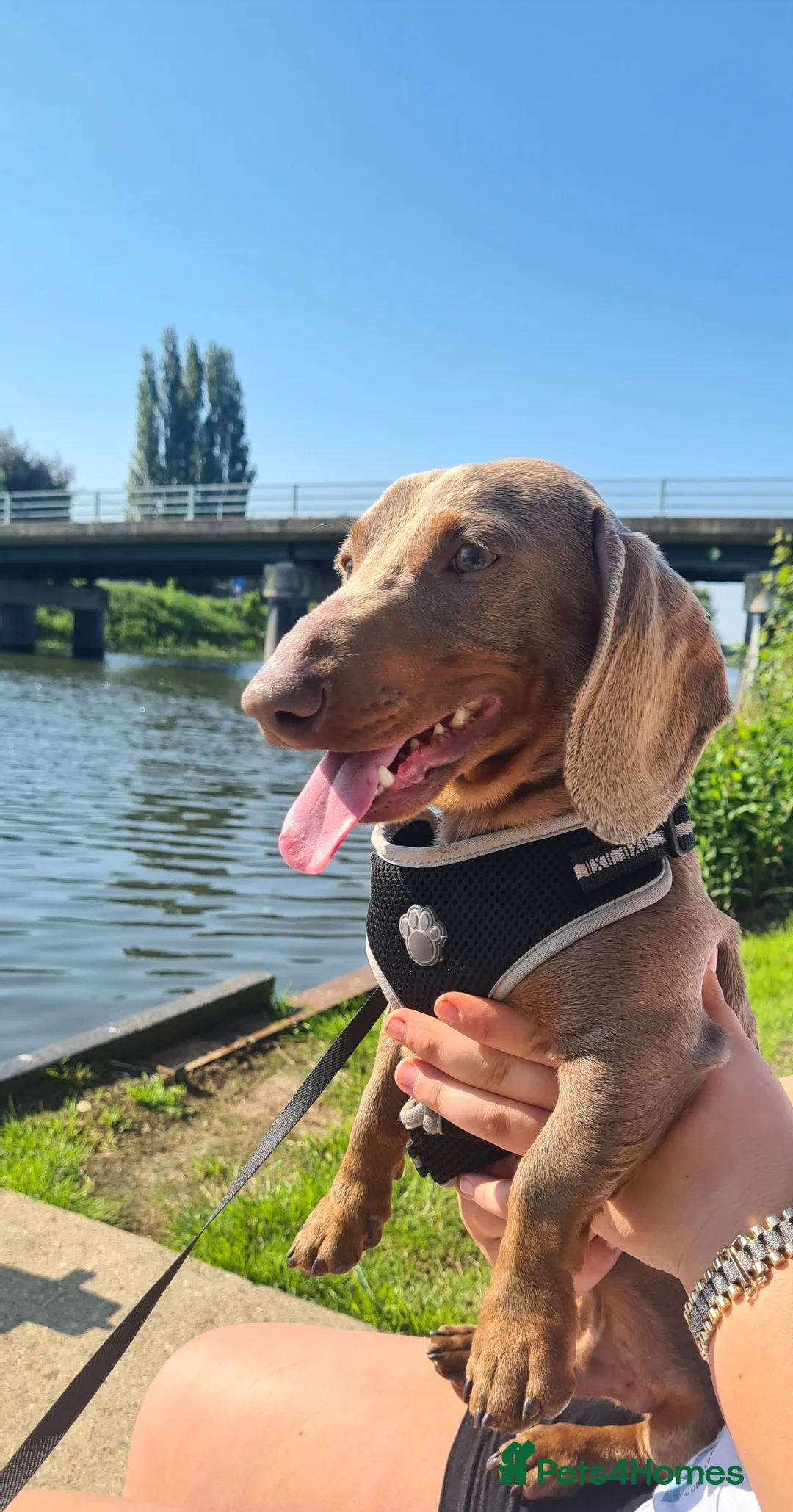 Miniature Dachshund dogs for stud: Mr Slink. Isabella & tan for stud in Thetford - Advert 2