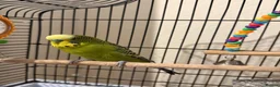 Budgerigars birds for sale: Two budgies with cage and all other necessities  in London - Advert 3