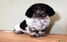 Cocker Spaniel dogs for sale: Gorgeous Cocker Spaniel Litter - Image 11