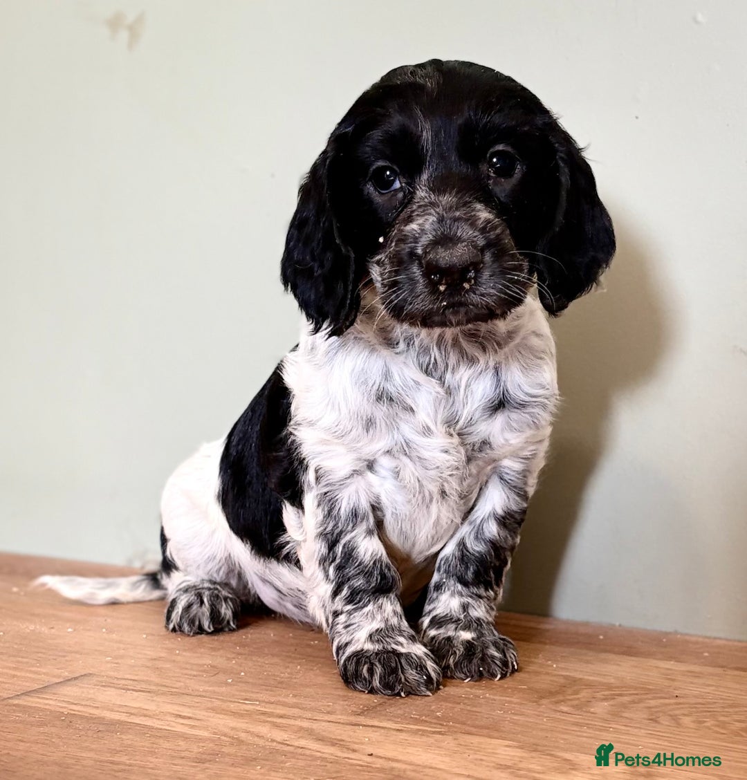 Cocker Spaniel dogs for sale: Gorgeous Cocker Spaniel Litter - Image 11