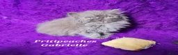 Persian cats for sale: Gccf Registered Persian Kittens  - Advert 14
