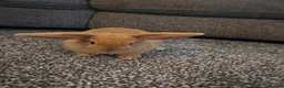 Mini Lop rabbits for sale: Mini lop rabbits for sale - Advert 14