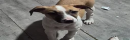 Lurcher dogs for sale: Beautiful Lurcher Litter - Advert 3