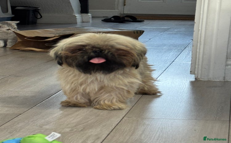 Shih Tzu dogs - Advert 1