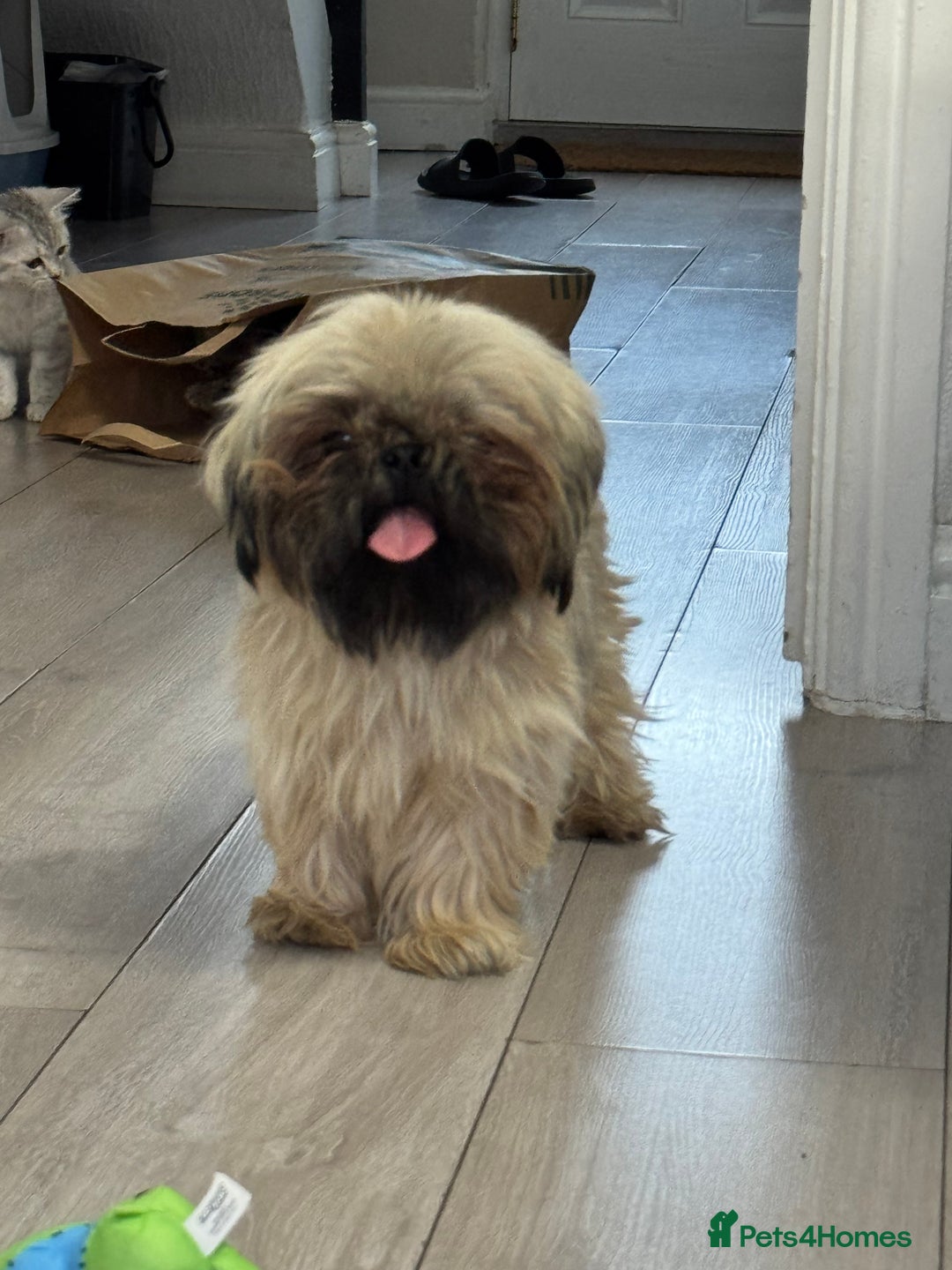 Shih Tzu dogs for sale: Shih tzu karashishi puppy  - Image 1