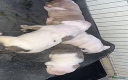 Mixed Breed dogs for sale: 4 beautiful olde English bulldog/ American bulldog - Advert 6