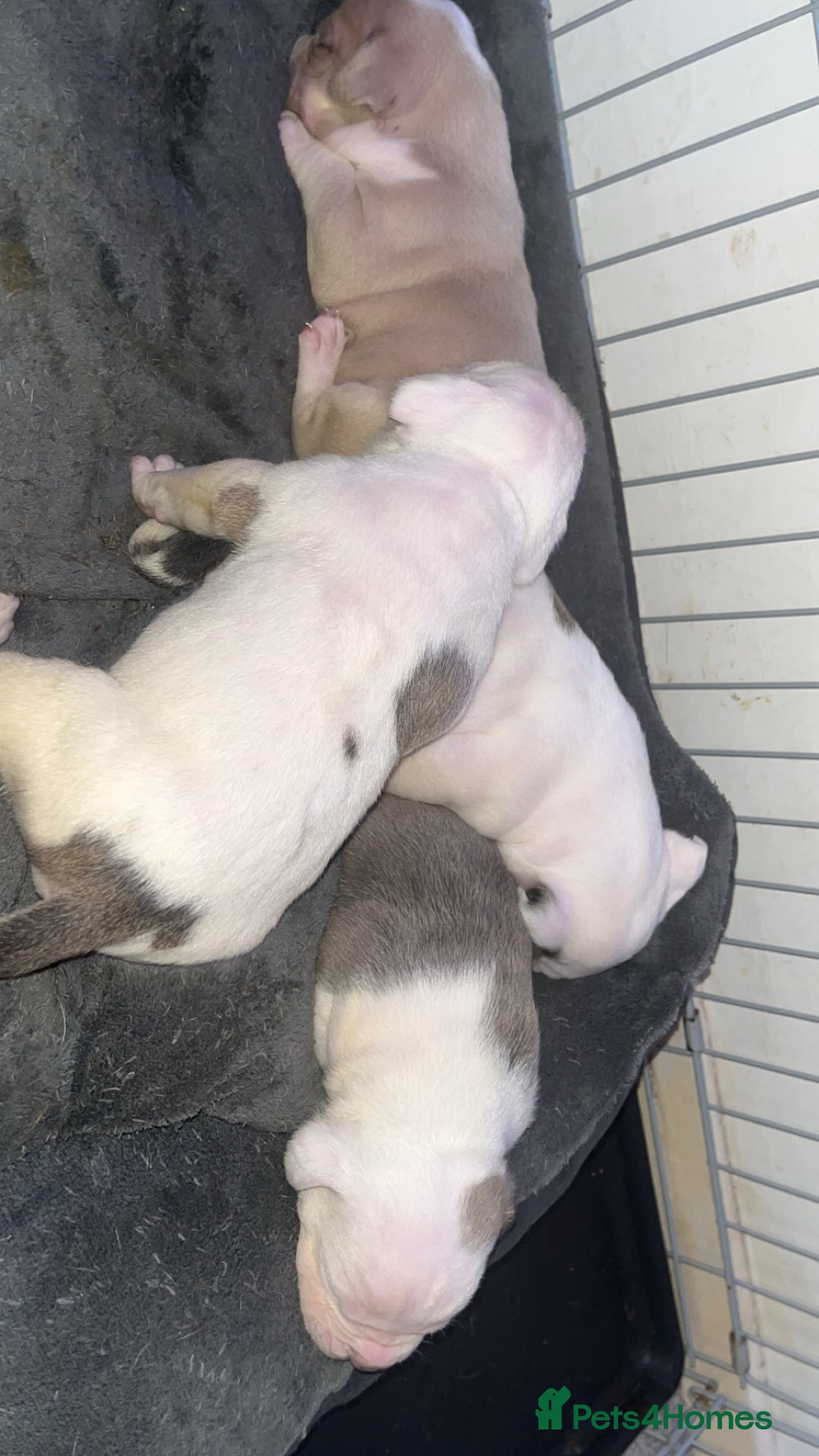 Mixed Breed dogs for sale: 4 beautiful olde English bulldog/ American bulldog - Advert 6