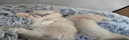 Ragdoll cats for sale: 🩷TICA registered Ragdolls🩷 - Advert 27