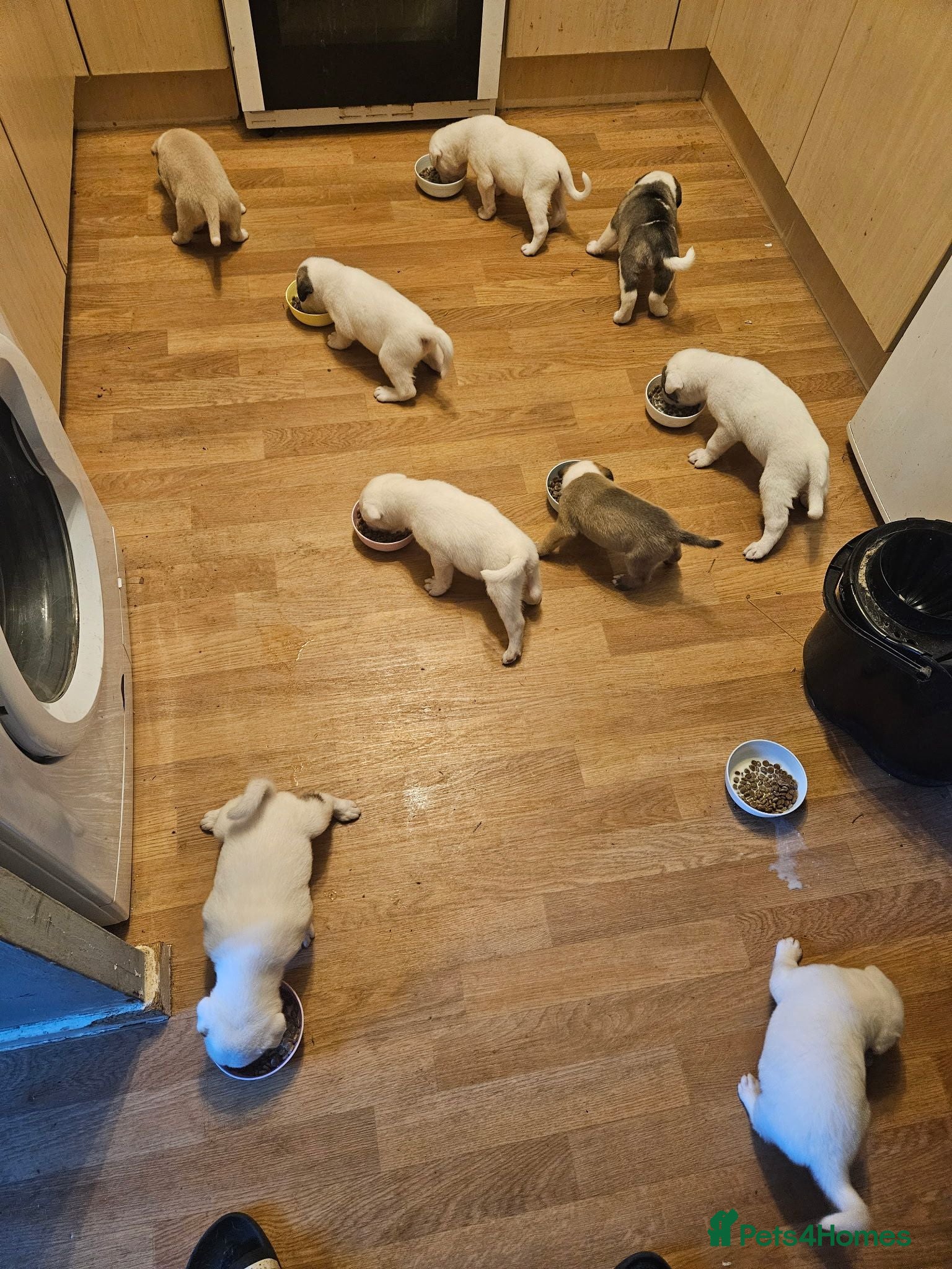 Akita dogs 🐾🐾🐕AKITA CROSS FOR  SALE 🐕🐾🐾 - Advert 1