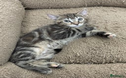 Mixed Breed cats for sale: LOVELY KITTENS  - Advert 8