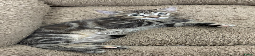 Mixed Breed Kitten 5