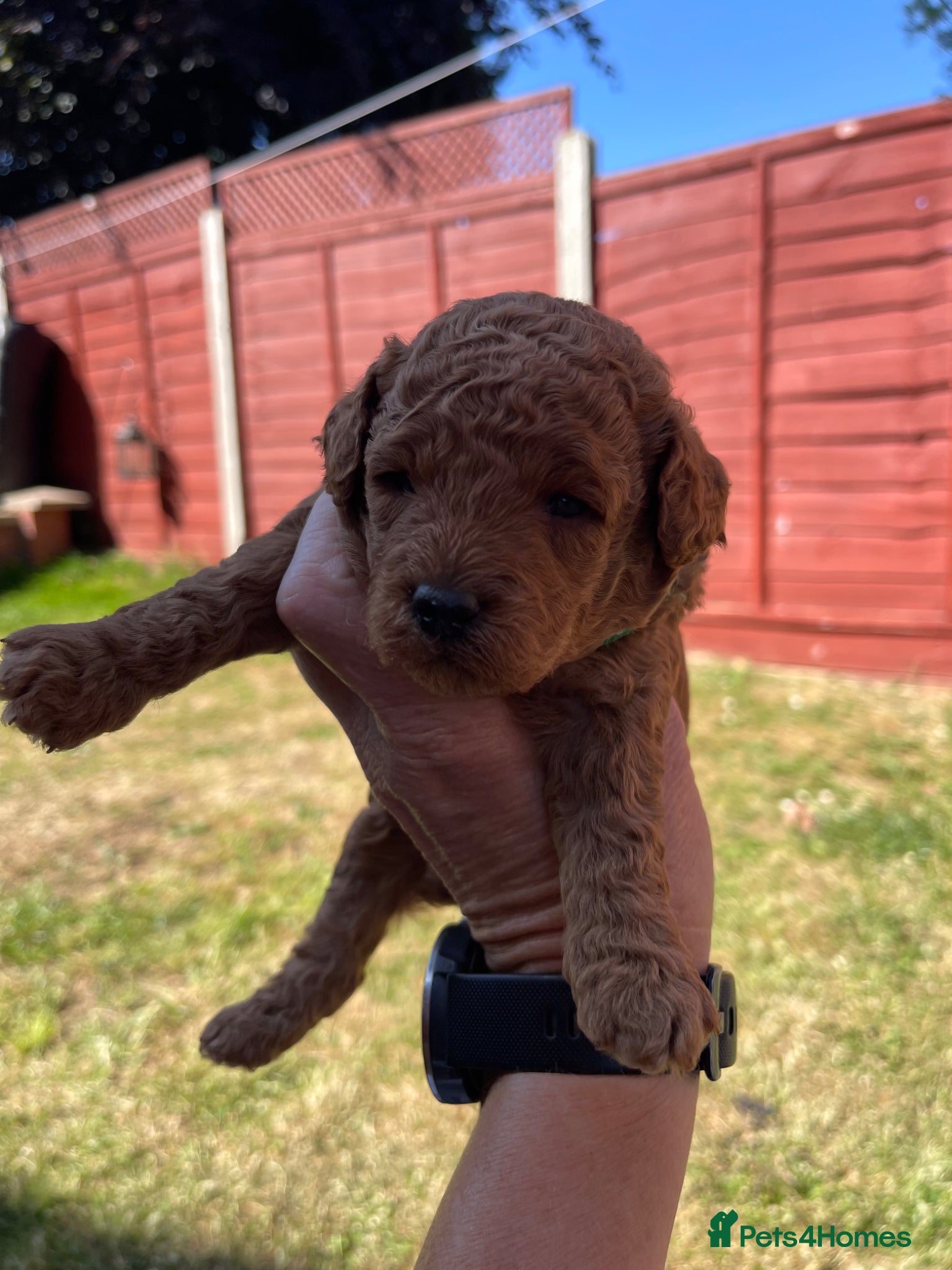 Toy Poodle dogs for sale: Kc registered toy poodle - Advert 9