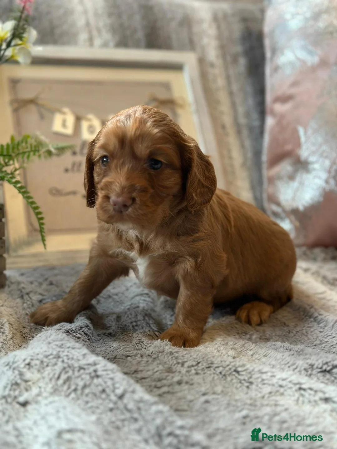 Cocker Spaniel dogs for stud: KC REGISTERED WORKING COCKER SPANIEL STUD - Advert 16