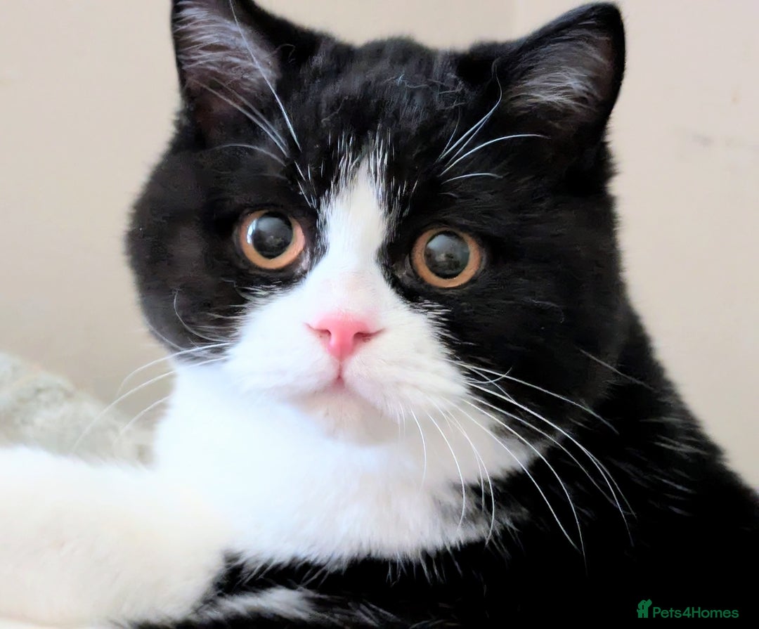 British Shorthair cats for sale: Gorgeous British Shorthair kitten - Advert 6