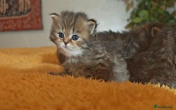 Siberian cats for sale: Siberian GCCFxGolden Chinchilla GCCF - Advert 6