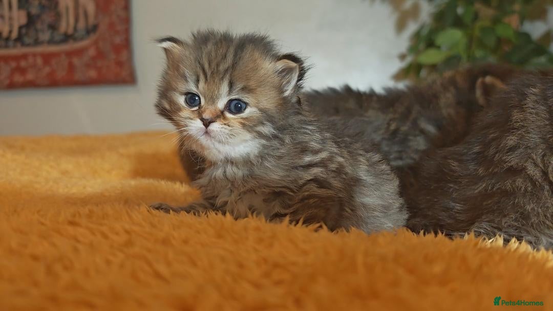 Siberian cats for sale: Siberian GCCFxGolden Chinchilla GCCF - Advert 6