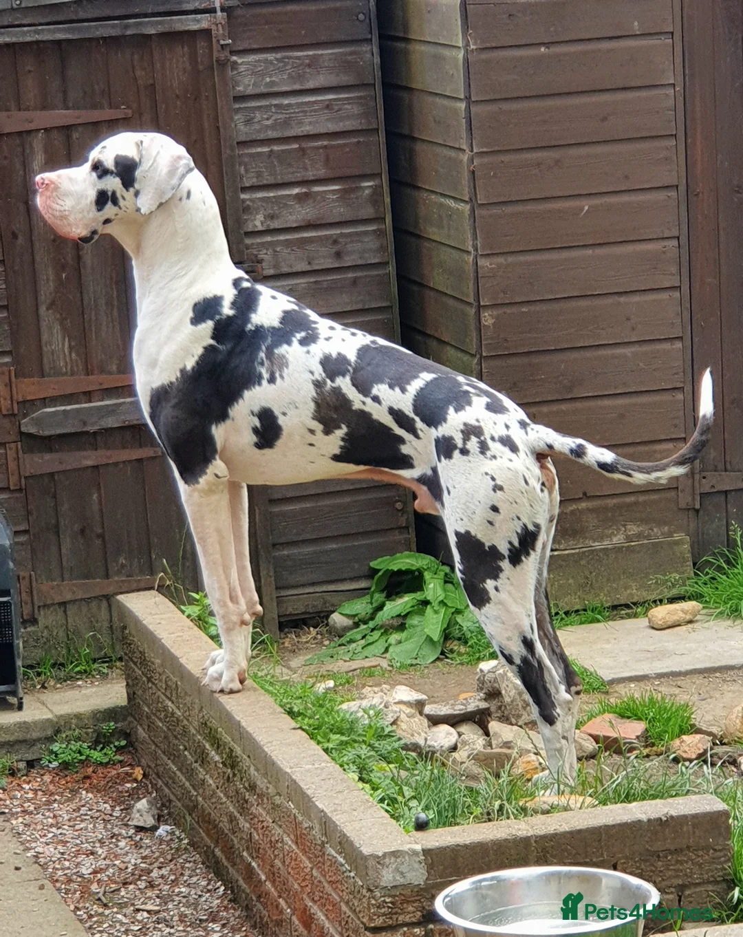 Great Dane dogs for stud: Great Dane for Stud in Bathgate - Advert 11