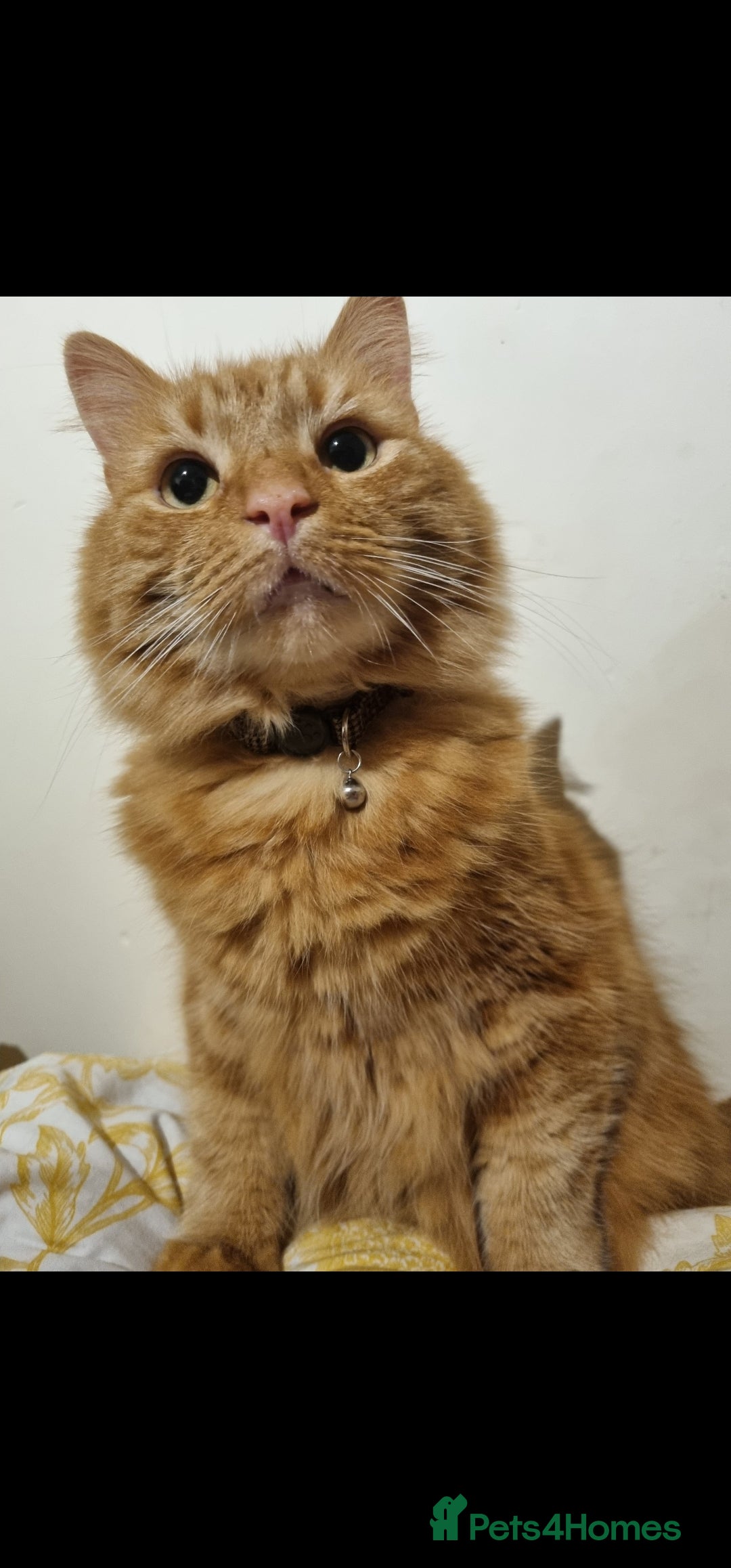 British Longhair cats for sale: Older loving cat looking for quiet home! - Advert 2