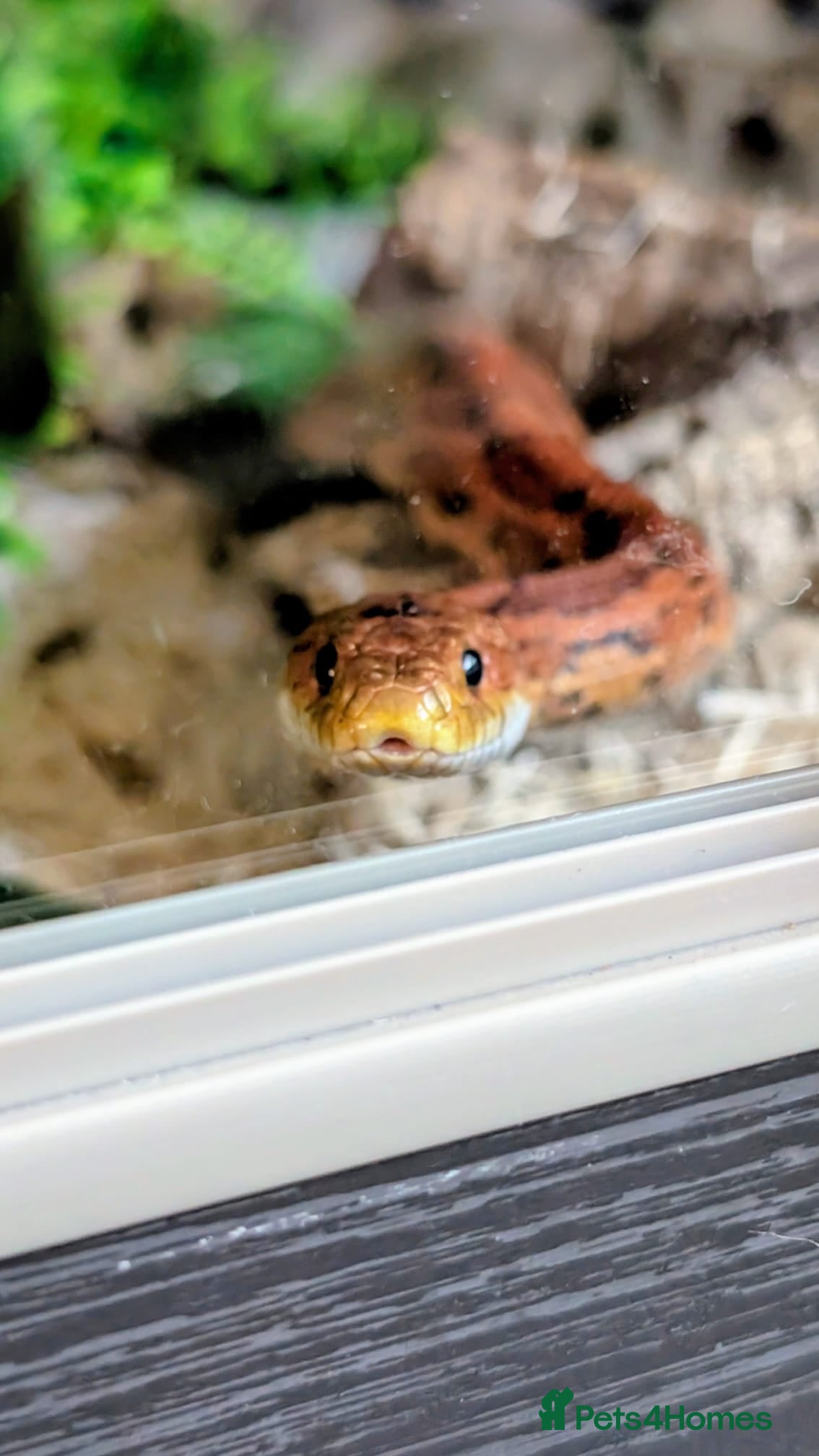 Corn Snake reptiles Rehome for a friendly, happy Corn Snake in Lymington - Advert 1