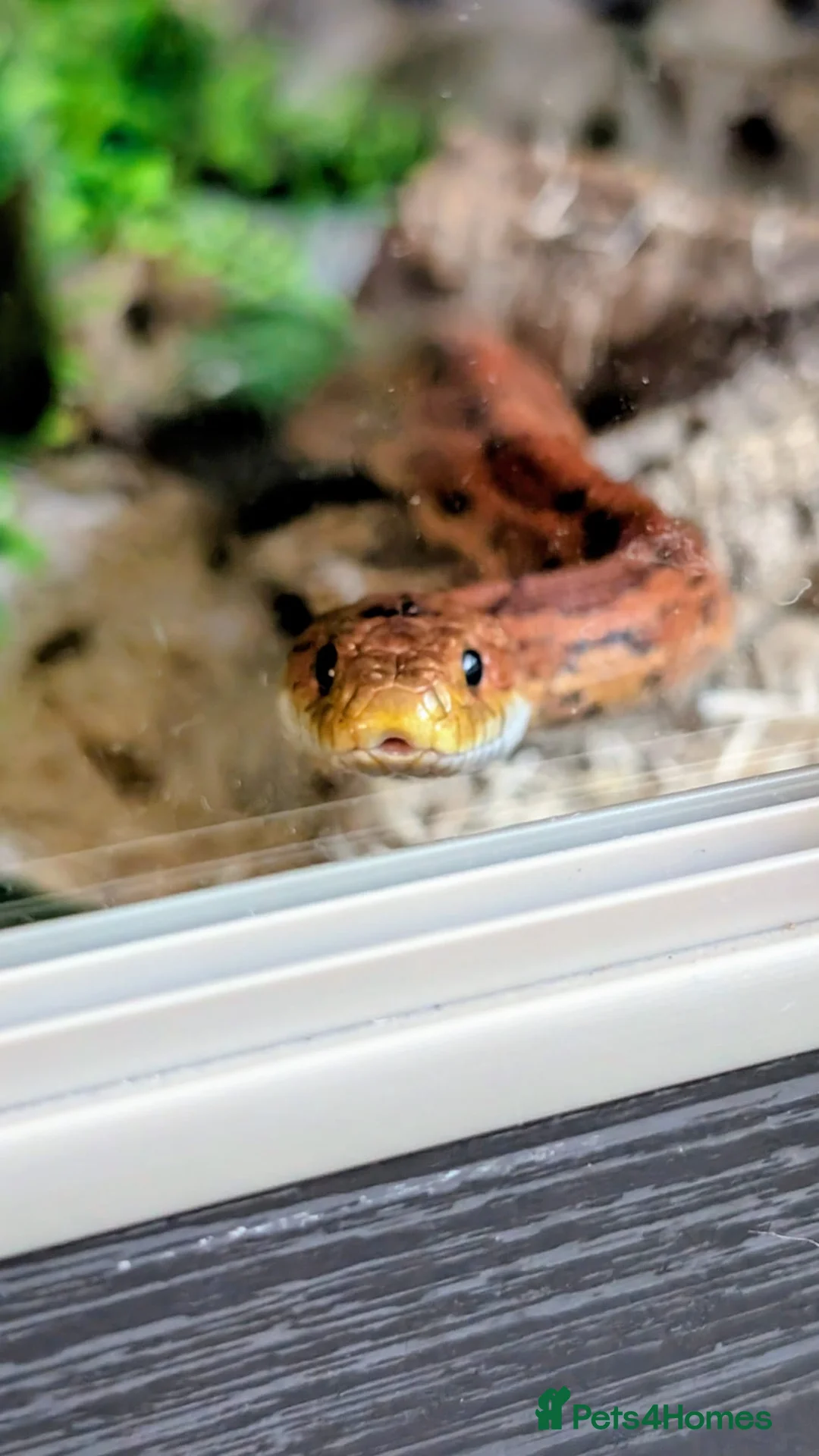 Corn Snake reptiles for sale: Rehome for a friendly, happy Corn Snake in Lymington - Advert 1