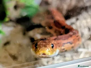 Corn Snake reptiles Rehome for a friendly, happy Corn Snake in Lymington - Advert 1