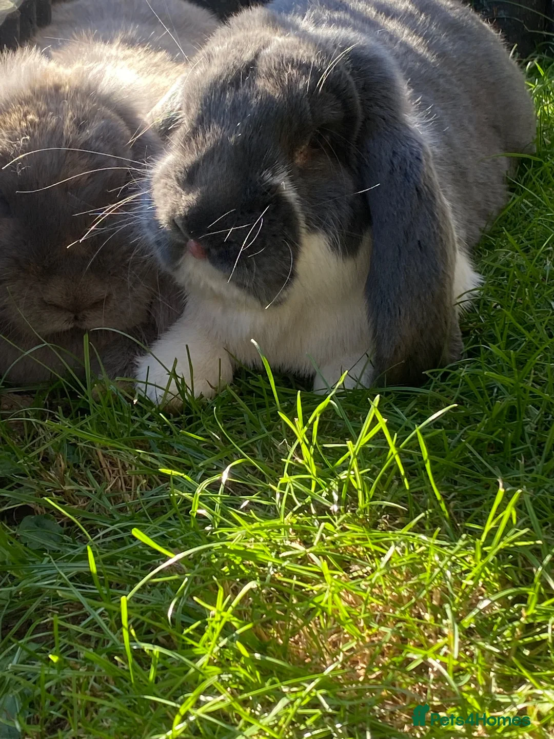 French Lop rabbits for sale: French lop stunning babies  in Driffield - Advert 9