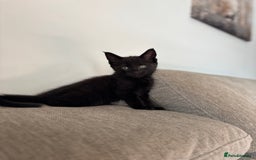 Maine Coon cats for sale:  kittens ready to leave 5th July  - Image 7