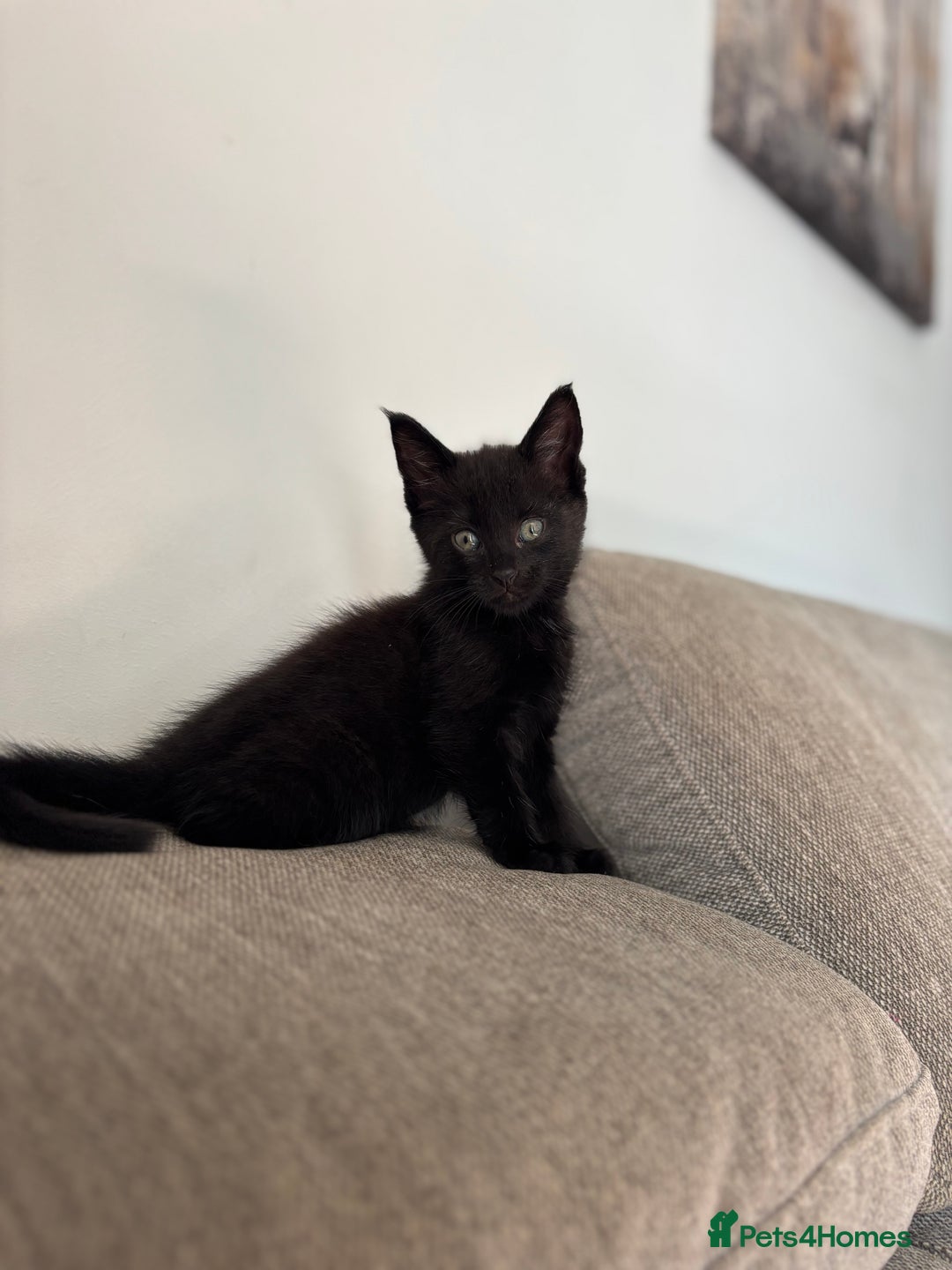 Maine Coon cats for sale:  kittens ready to leave 5th July  - Image 7